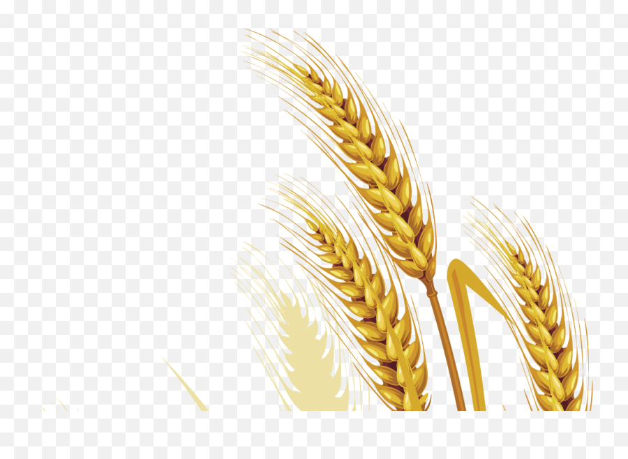 Wheat Png Transparent Images All - Transparent Grain Vector,Wheat Transparent Background