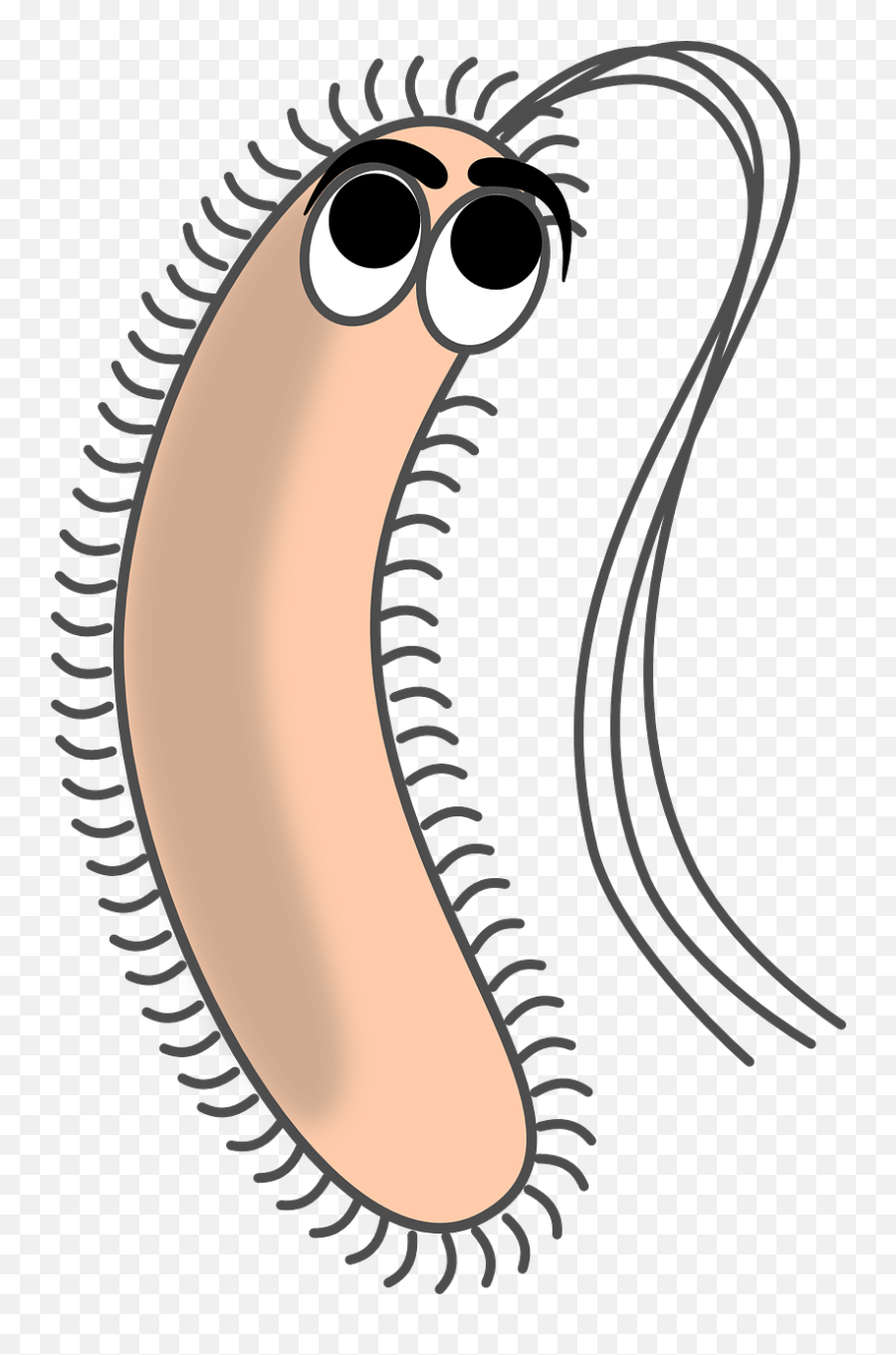 Bacteriafilamentsgermpathogenecell - Free Image From Bacteria Cartoon Png,Bacteria Transparent Background