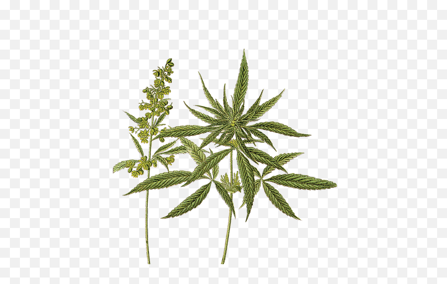 Hi Tide Medical Cannabis Dispensary Ocean City Md - Does Marijuana Look Like Png,Weed Plant Png