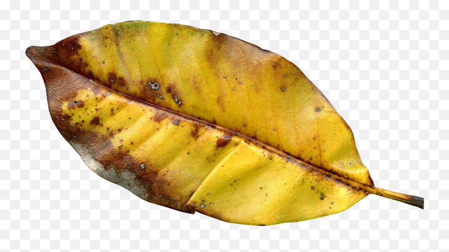 Autumn Leaf Png Transparent Image - Pngpix Northern Red Oak,Autumn Leaves Png