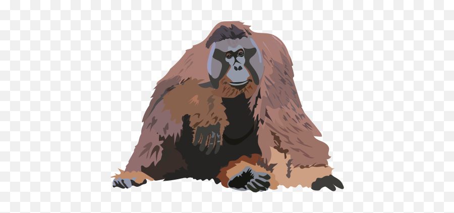File202003 Orangutansvg - Wikimedia Commons Cartoon Png,Orangutan Png