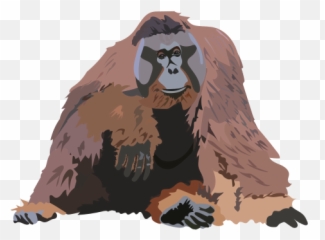 File202003 Orangutansvg - Wikimedia Commons Cartoon Png,Orangutan Png