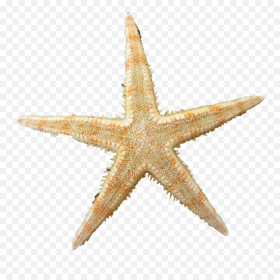 Yellow Clipart Sea Star - Sea Star Transparent Png,Sea Star Png