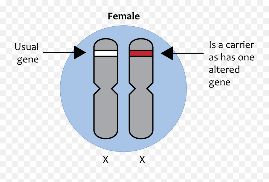 X - X Linked Recessive Chromosome Png,Chromosome Png