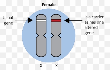 X - Linked Recessive Chromosome png