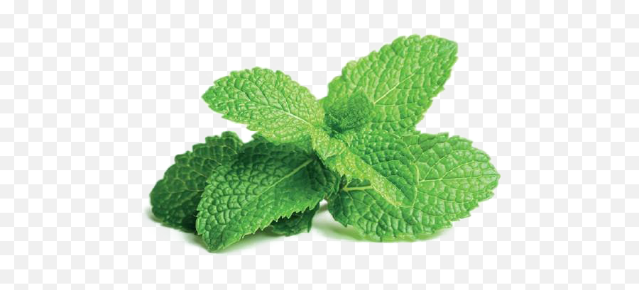 Download Free Png Mint File - Peppermint Plant,Mint Png
