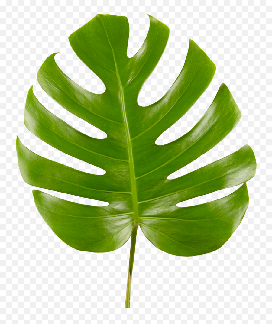 Monstera Leaf - Monstera Leaf Transparent Background Png,Monstera Leaf Png