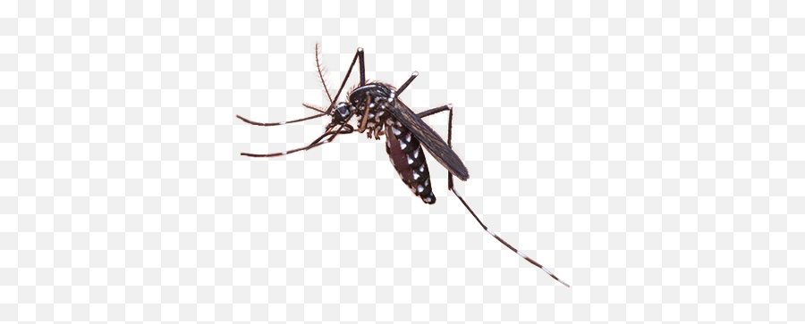Png Mosquito - Mosquito Png,Mosquito Transparent Background
