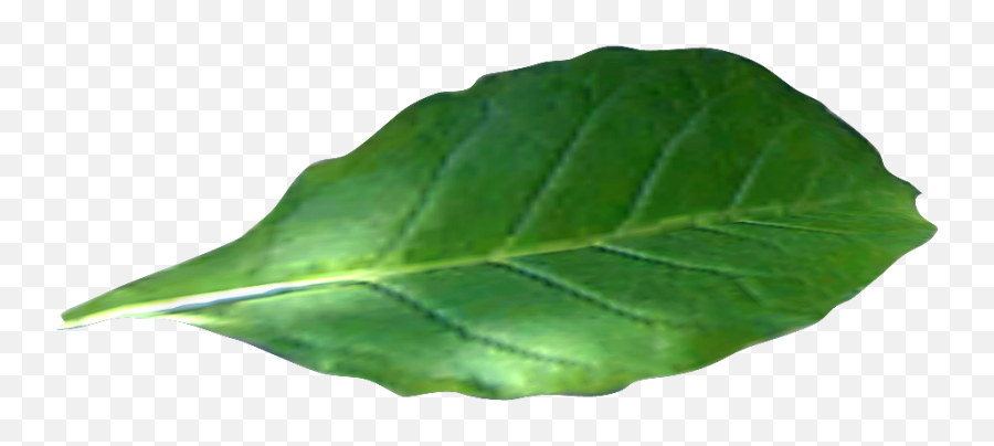 42 Tobacco Png Images Free Download - Tobacco Leaf Transparent Background,Tobacco Png