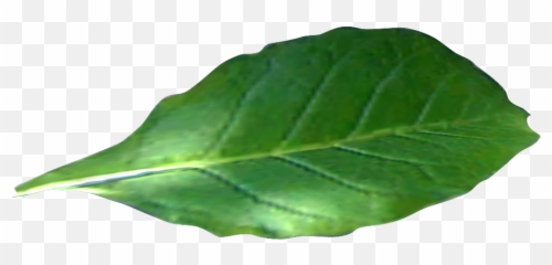 42 Tobacco Png Images Free Download - Tobacco Leaf Transparent Background,Tobacco Png