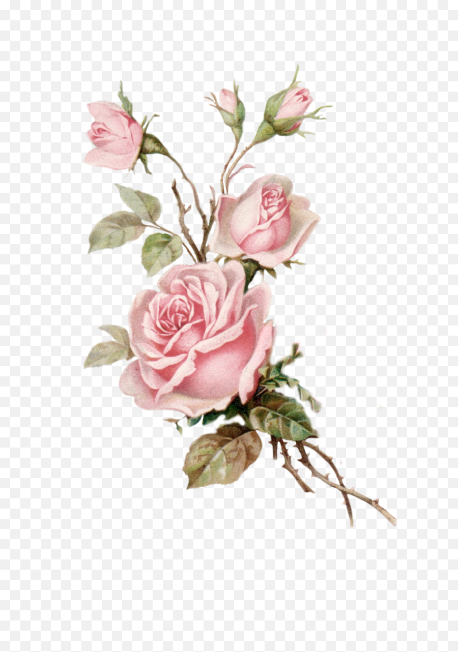 Download Vintage Pink Rose Png Cut Out - Pink Vintage Rose Png,Pink Roses Png