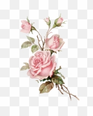 Download Vintage Pink Rose Png Cut Out