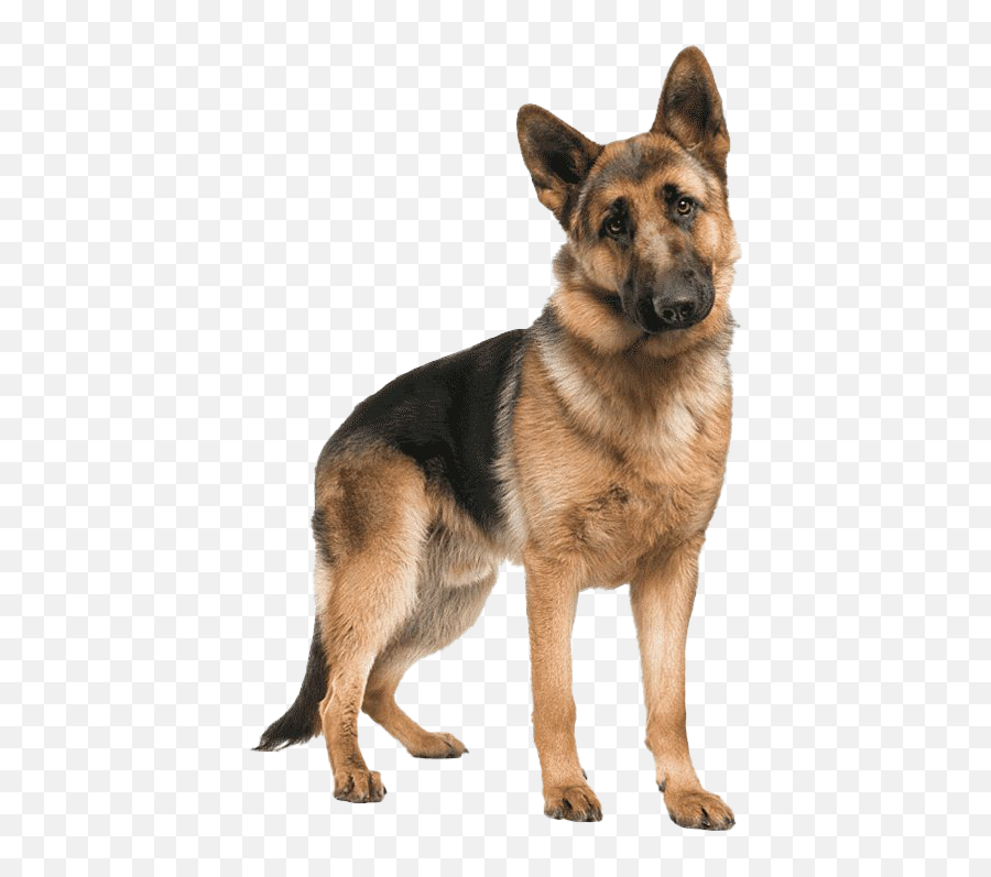 German Shepherd Dog Png Picture - German Shepherd 8 Months,German Shepherd Png