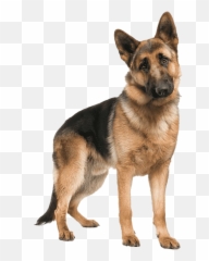 German Shepherd Dog Png Picture - German Shepherd 8 Months,German Shepherd Png