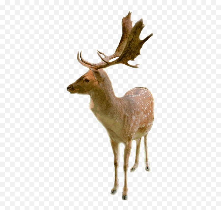 Fallow Deer - Transparent Image Of Fallow Deer Png,Deer Transparent
