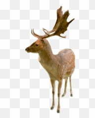 Fallow Deer - Transparent Image Of png