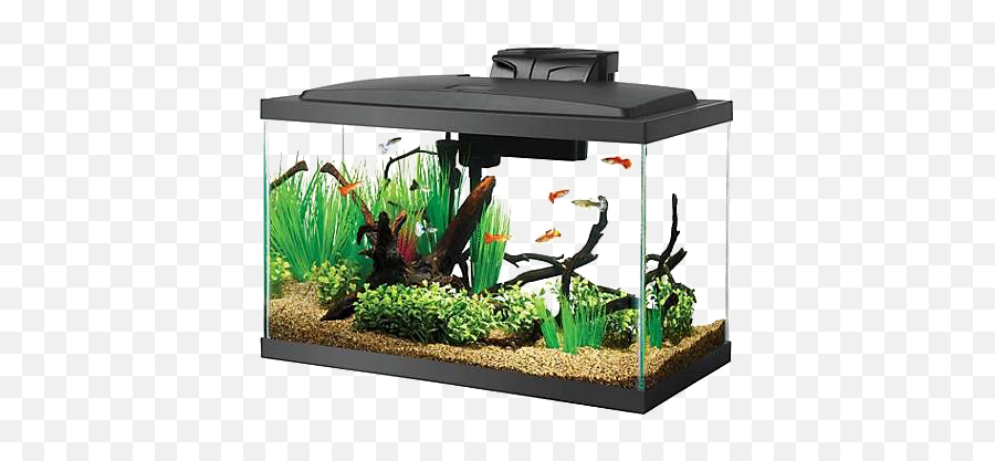 Aquarium Fish Tank Transparent Png All - 10 Gallon Fish Tank,Aquarium Png