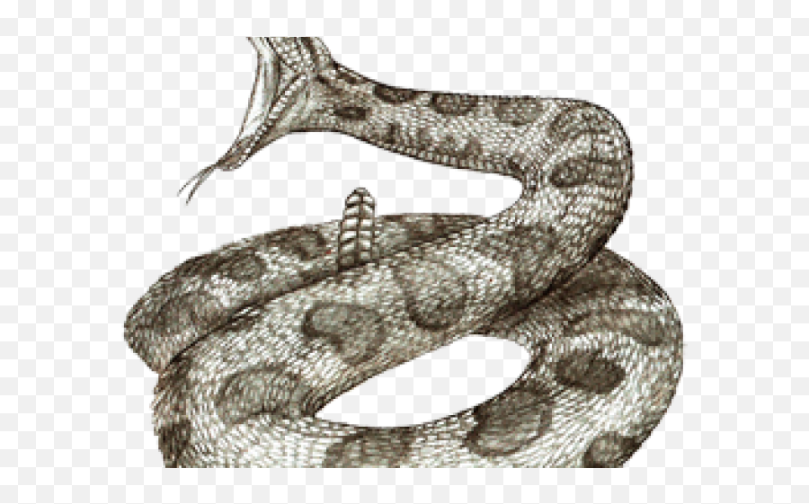 Png Transparent Images - Rattlesnake Poses Drawing,Rattlesnake Png
