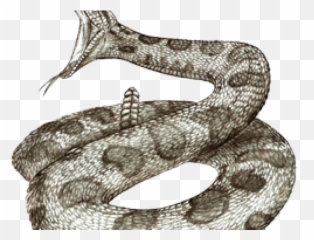 Png Transparent Images - Rattlesnake Poses Drawing,Rattlesnake Png