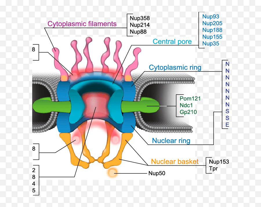 Npc Structure And Molecular Composition Representation - Nuclear Pore Proteins Png,Npc Png