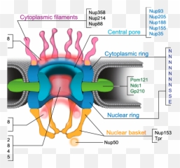 Npc Structure And Molecular Composition Representation - Nuclear Pore Proteins Png,Npc Png