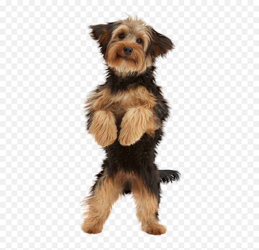 Cute Puppies - Dog Png Download Original Size Png Image Puppy,Puppies Png