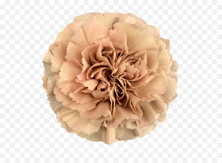 Carnation Caramel U2013 Andean Fields International - Caramel Carnation Png,Carnation Png