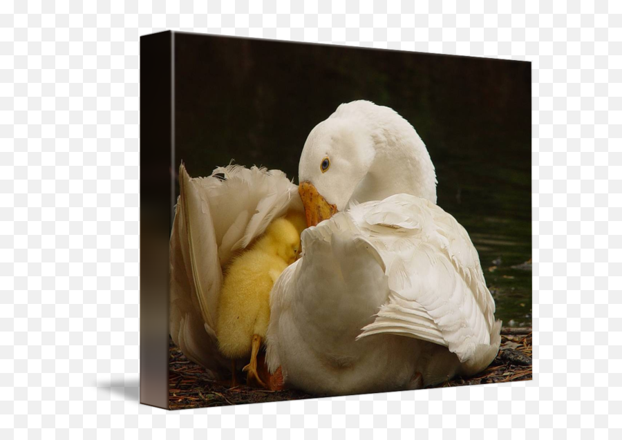 Baby Chick With Mother Duck By Linda Phillips - Mother Duck Chicks Under Wings Png,Baby Chick Png