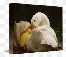 Baby Chick With Mother Duck By Linda Phillips - Mother Duck Chicks Under Wings Png,Baby Chick Png