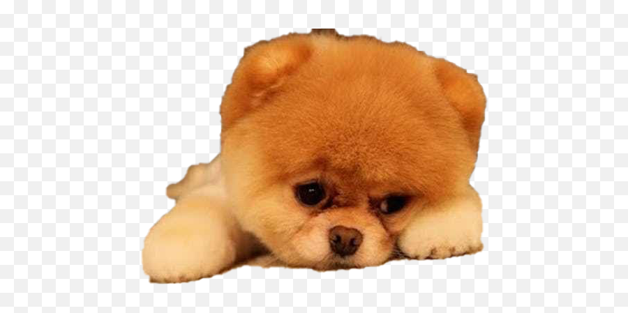 Boo Transparent Images Png - Dog Can Sense Sadness,Pomeranian Png