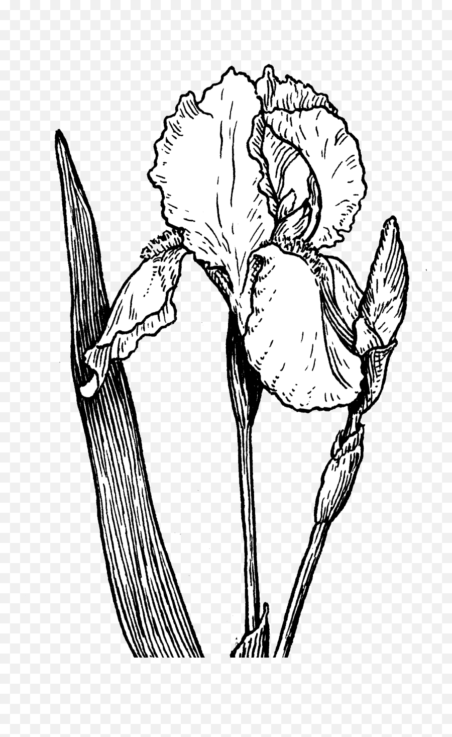 Fileiris - Plant Psfpng Wikimedia Commons Iris Flower Drawing Png,Iris Flower Png
