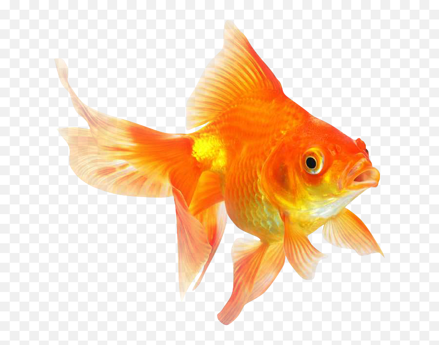 Goldfish Png - Goldfish Png,Goldfish Transparent