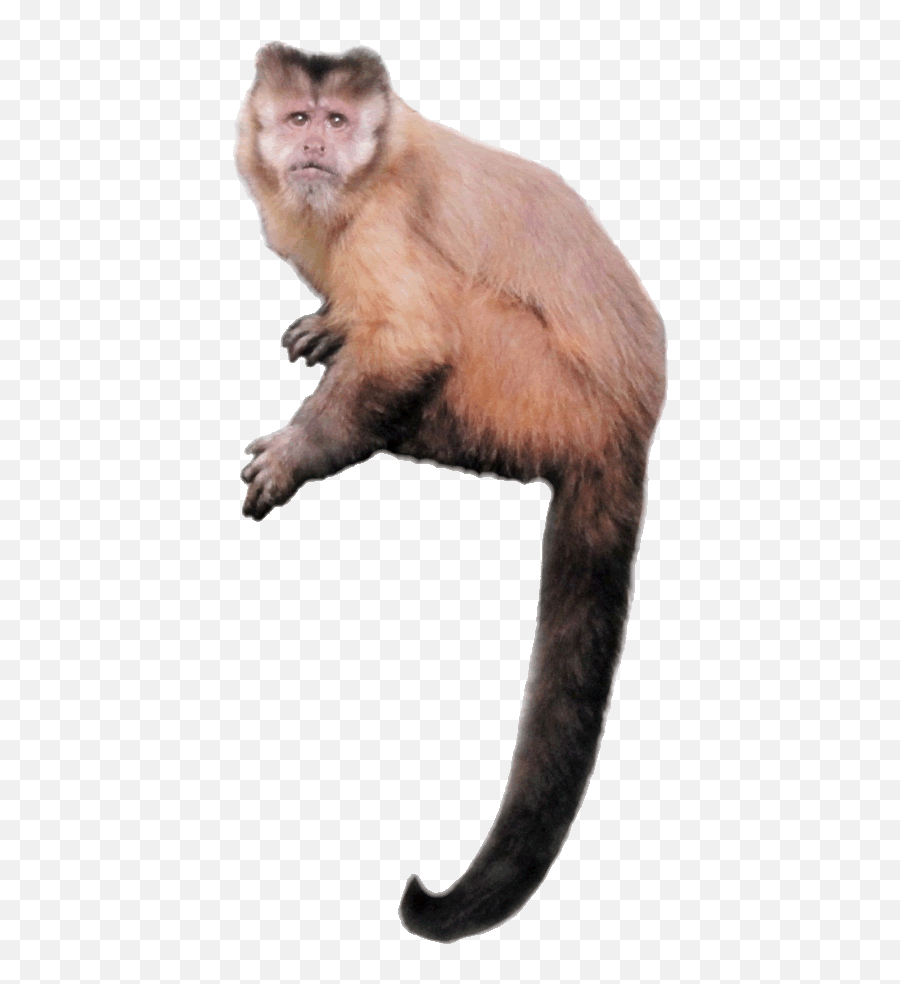 Monkey Clipart Capuchin - Monkey Clipart Realistic Png,Monkey Transparent Background