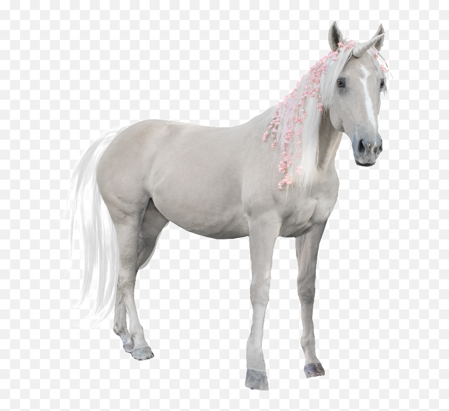 White Horse Png Transparent - Portable Network Graphics,White Horse Png