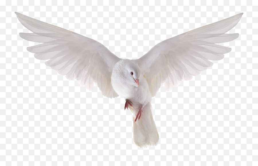 Dove Holy Spirit Transparent Png - Transparent Background Pigeon Png,Dove Transparent