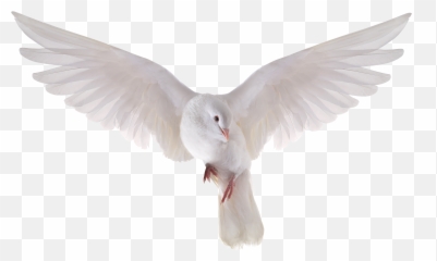 Dove Holy Spirit Transparent Png - Background Pigeon