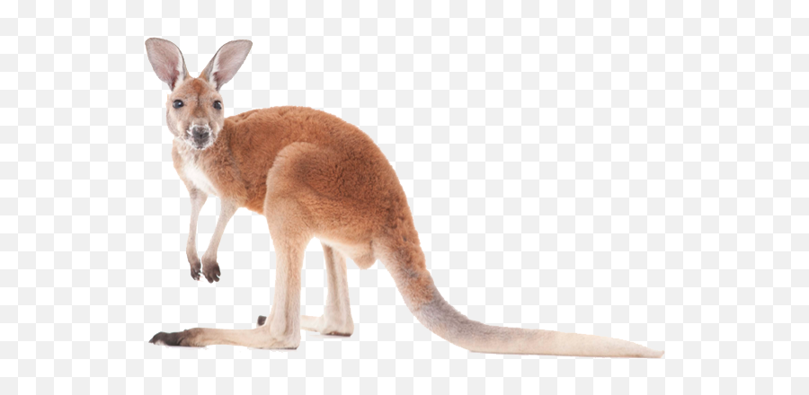 Kangaroo Transparent Image - Kangaroo Png,Kangaroo Transparent Background