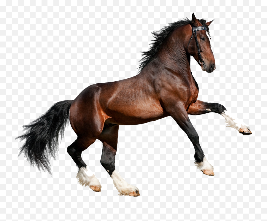 Download Free Png Caballo - 4 Pics 1 Word 2049,Caballo Png