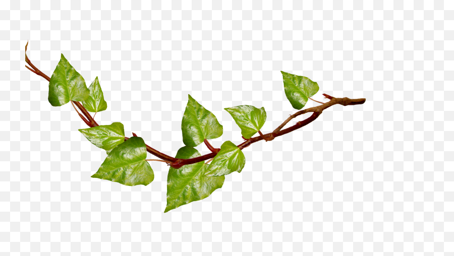 Transparent Background Tree Clipart - Transparent Branches With Leaves ...