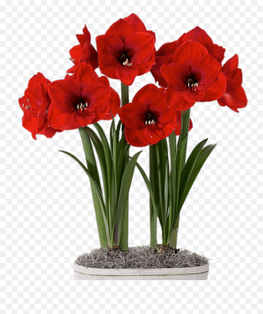 Red Amaryllis In Flower Pot Transparent - Flores Com Bulbo Png,Transparent Flower Images