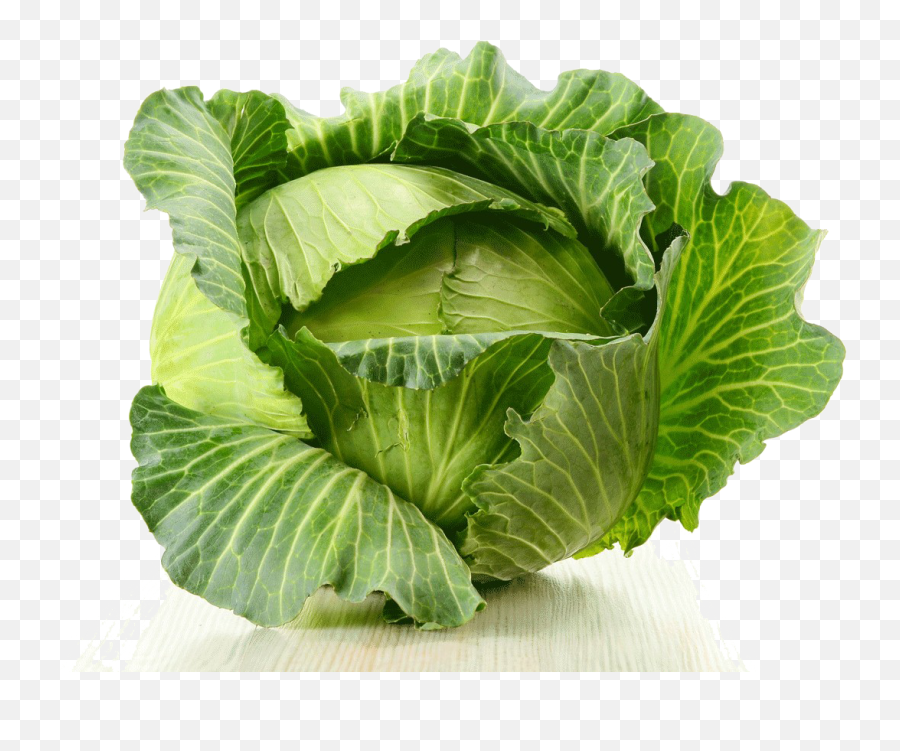 Download Cabbage Png Image - Bandha Kobi,Cabbage Png