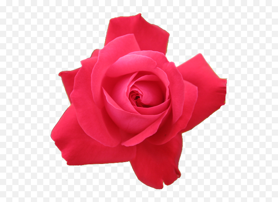 Red Rose Transparent Isolated Free Images - Red Rose Png,Red Rose Png
