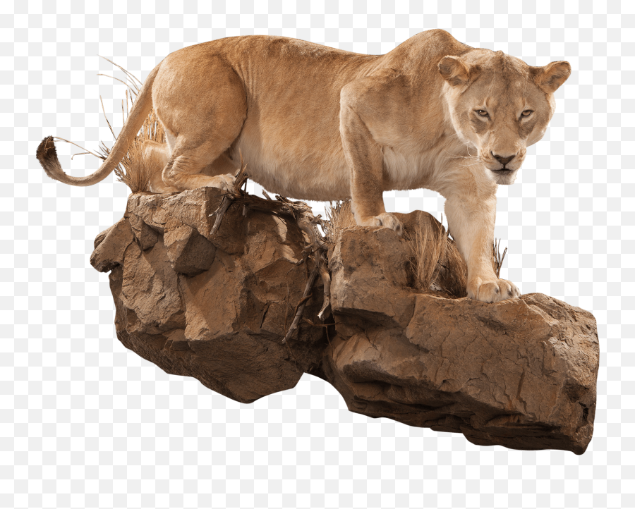 Africa Taxidermy Gallery Kanati Studio - Masai Lion Png,Lioness Png