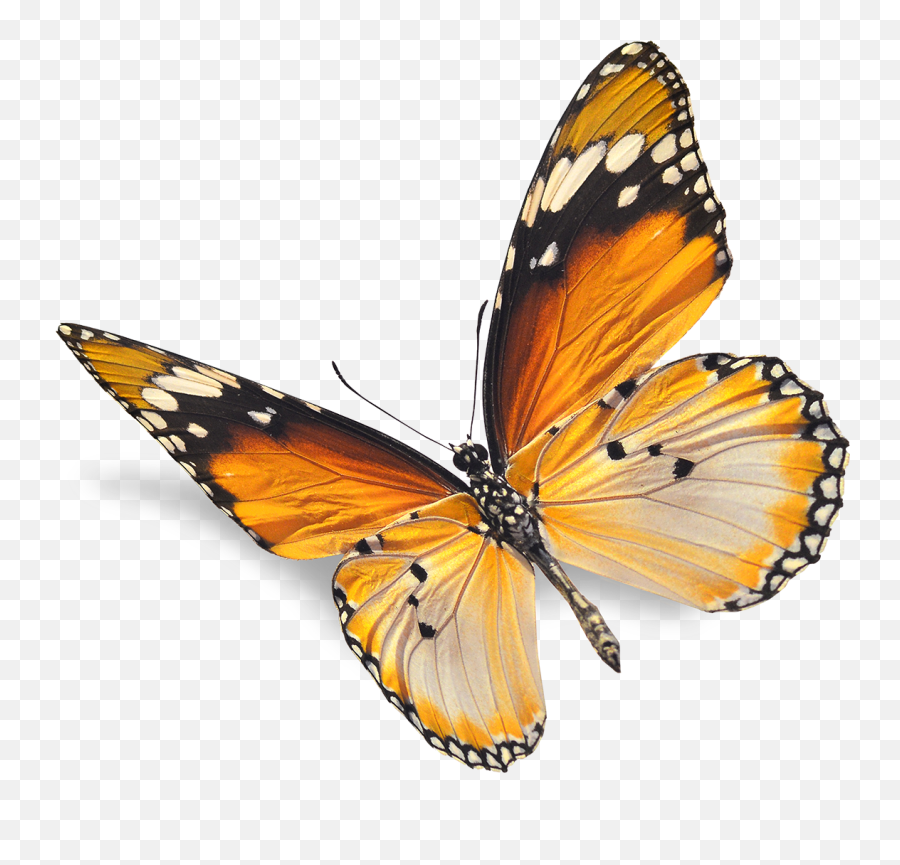 Im Png Monarch Butterfly