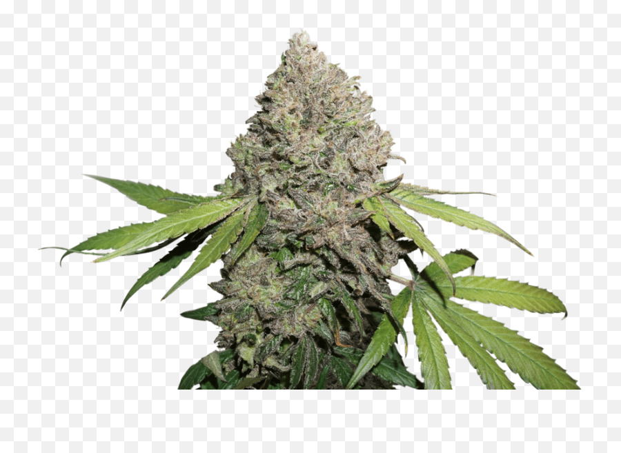 Cbd Cannabis Seeds Cbdweedcom - Dutch Passion Charlotte Angel Png,Weed Plant Png