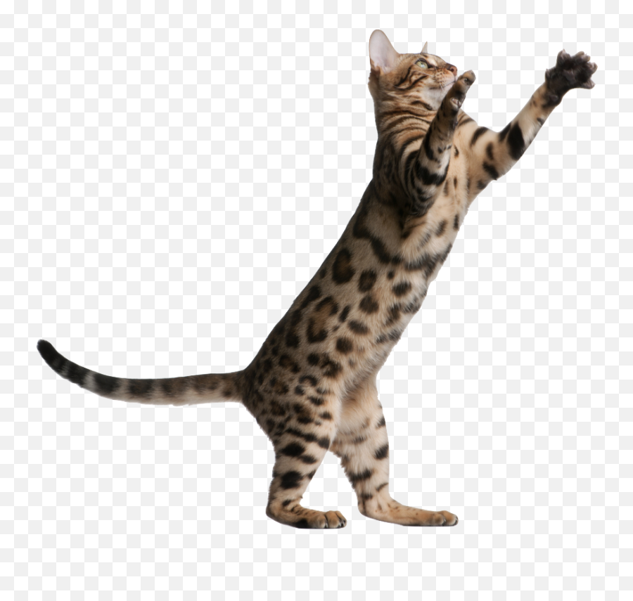 Jumping Cat Png Picture - Transparent Cat Jump Png,Cat Png Transparent