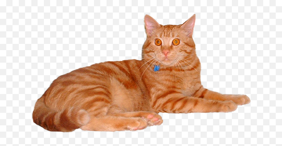 Download Hd Feline Vaccines - Orange Tabby Cat Transparent Cat Transparent Background Png,Cats Transparent Background