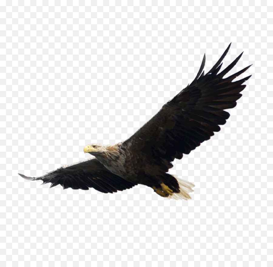 Download Eagle Png Image For Free - Eagle Flying Transparent,Golden Eagle Png