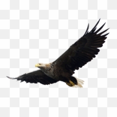 Download Eagle Png Image For Free - Flying Transparent