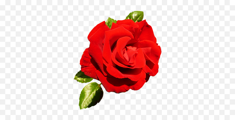 Clipart Of Valentine Day Roses - Rose Valentine Png,Dead Rose Png